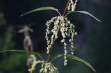 Urtica sondenii. Часть побега (узел с соцветиями). Архангельская обл., Красноборский р-н, берег реки Сётра. 08.08.2013.