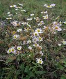 Erigeron annuus