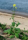 Brassica campestris