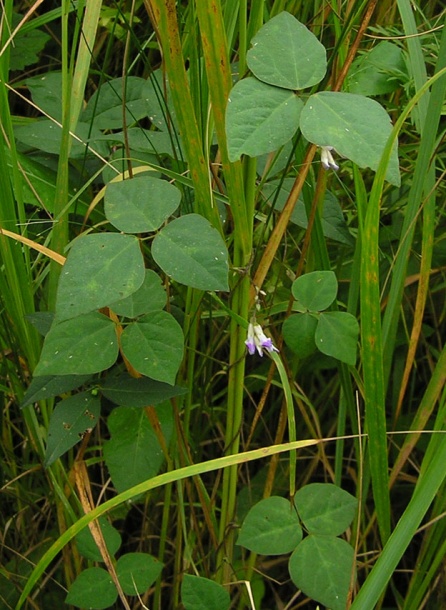 Изображение особи Amphicarpaea japonica.