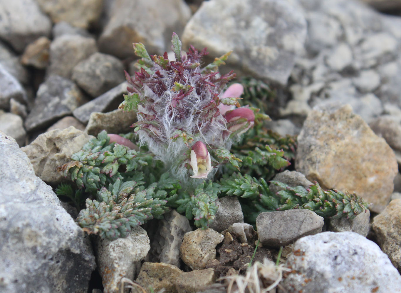 Изображение особи Pedicularis balkharica.