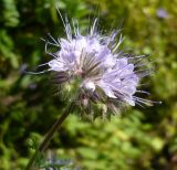 Phacelia tanacetifolia