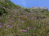 Primula cuneifolia