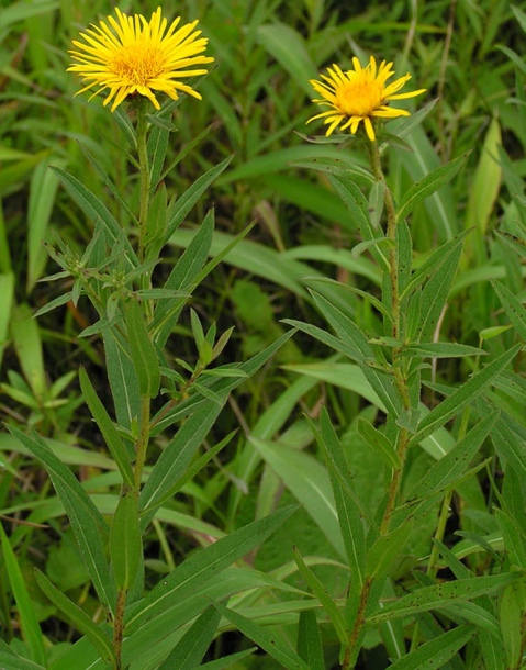 Изображение особи Inula salicina.