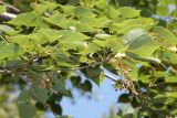 Tilia amurensis