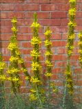 Asphodeline lutea