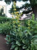 Gentiana lutea. Цветущее растение. Эстония, Тарту, ботсад, в культуре. 28.06.2013.