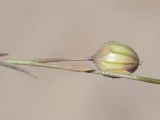 Linum altaicum