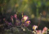 Drosera rotundifolia