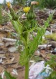 Sonchus asper. Верхушка цветущего растения. Архангельская обл., Вельский р-н, свалка. Август 2009 г.