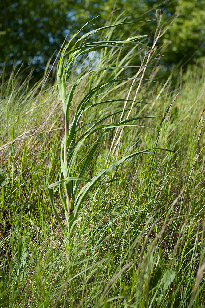 Изображение особи Tragopogon pratensis.