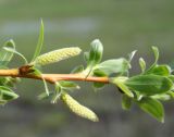 genus Salix