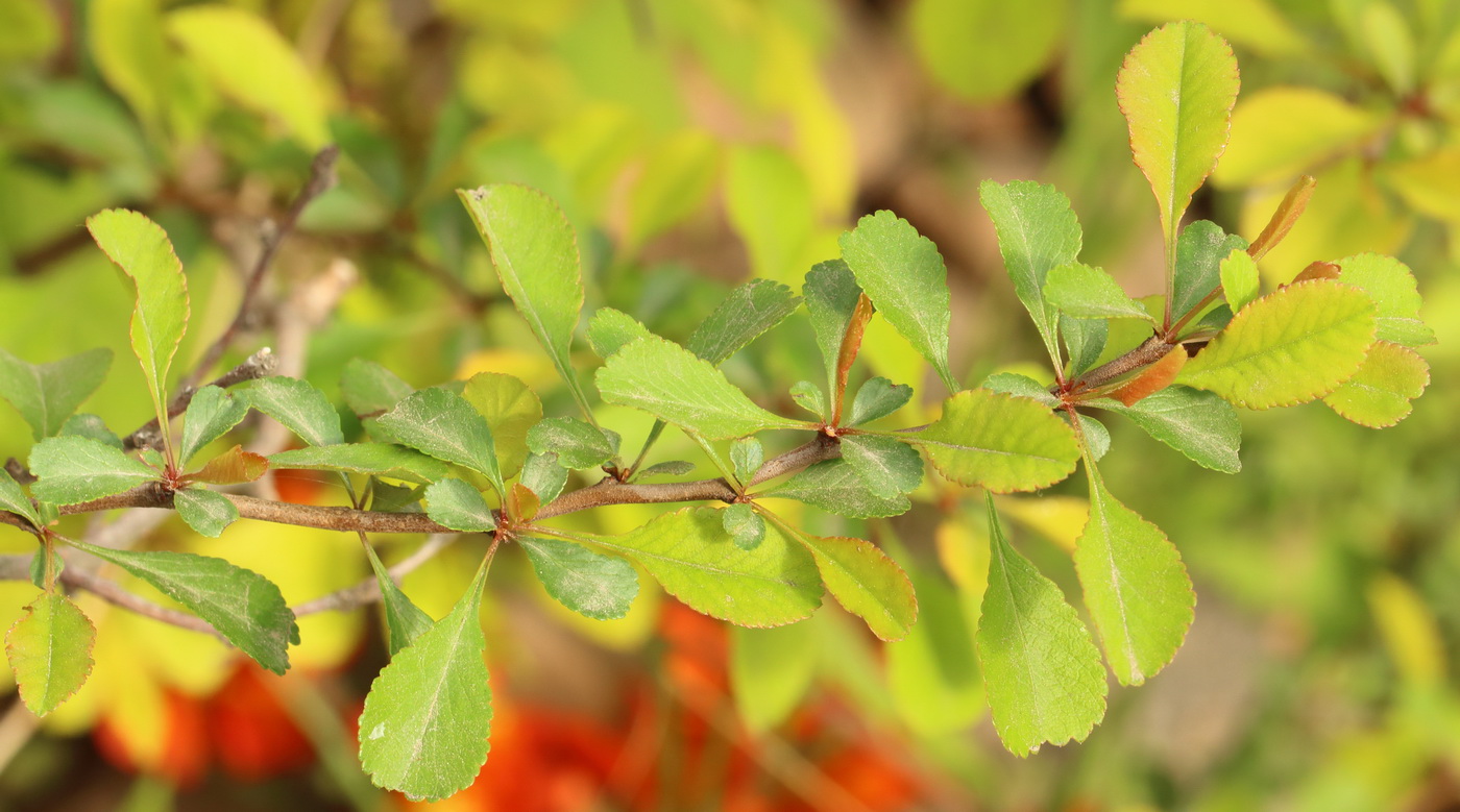 Изображение особи Chaenomeles japonica.