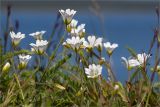 Cerastium alpinum. Верхушки побегов с цветками и бутонами. Кольский п-ов, Кандалакшский берег Белого моря, луговинка на каменистой косе. 24.06.2015.