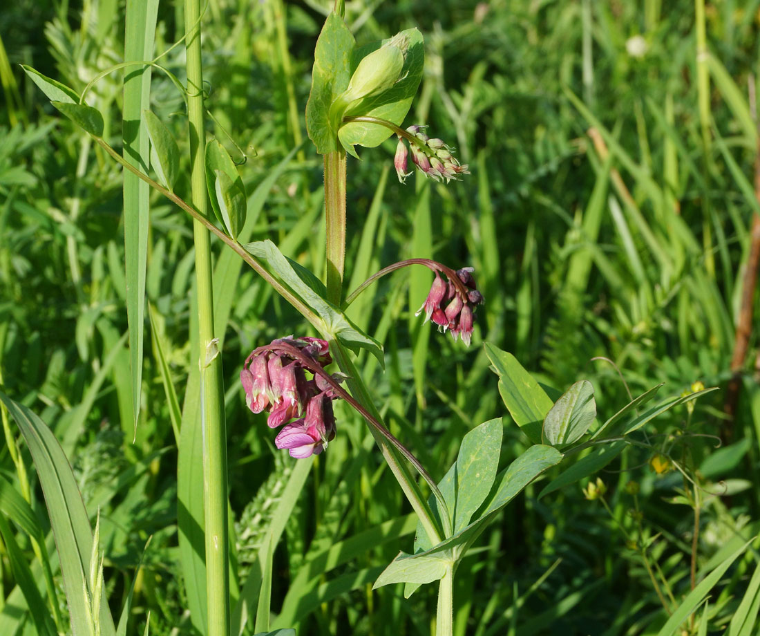 Изображение особи Lathyrus pisiformis.