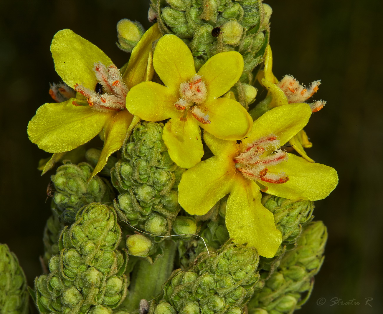 Изображение особи Verbascum speciosum.