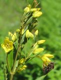 Lysimachia davurica. Часть соцветия с фуражирующей пчелой. Приморский край, Уссурийский городской округ, окр. с. Горно-Таёжное, Дендрарий ГТС им. Комарова. 06.07.2016.