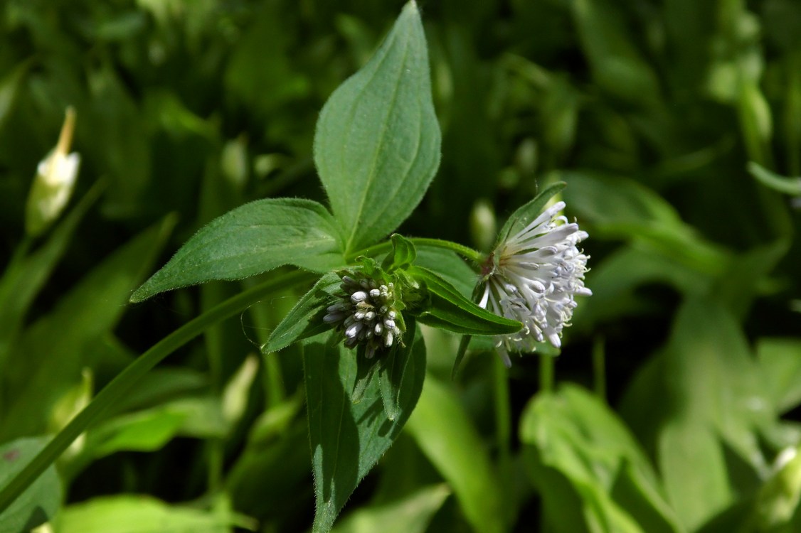 Изображение особи Asperula caucasica.
