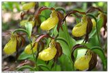 Cypripedium calceolus. Группа (клон) цветущих растений. Республика Татарстан, памятник природы \"Семиозёрский склон\", май 2006.