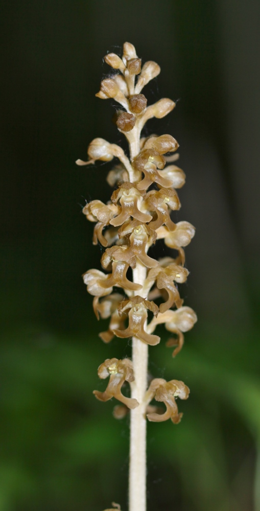 Image of Neottia papilligera specimen.