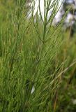 Equisetum arvense