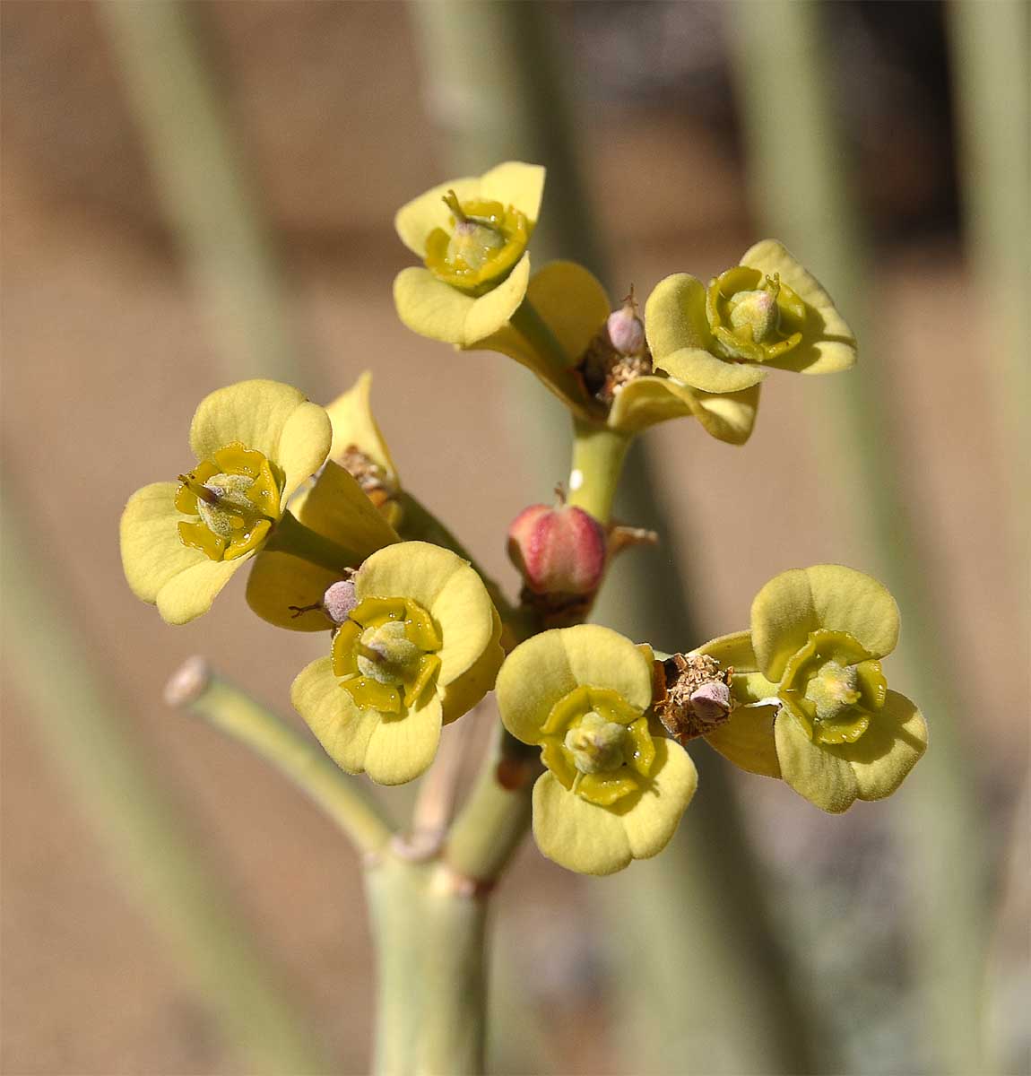 Изображение особи Euphorbia dregeana.