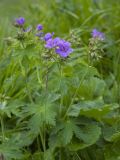 Geranium sylvaticum. Верхушка цветущего растения. Кабардино-Балкария, Эльбрусский р-н, г. Чегет, субальпийский луг, выс. ок. 2400 м н.у.м. 23.06.2008.