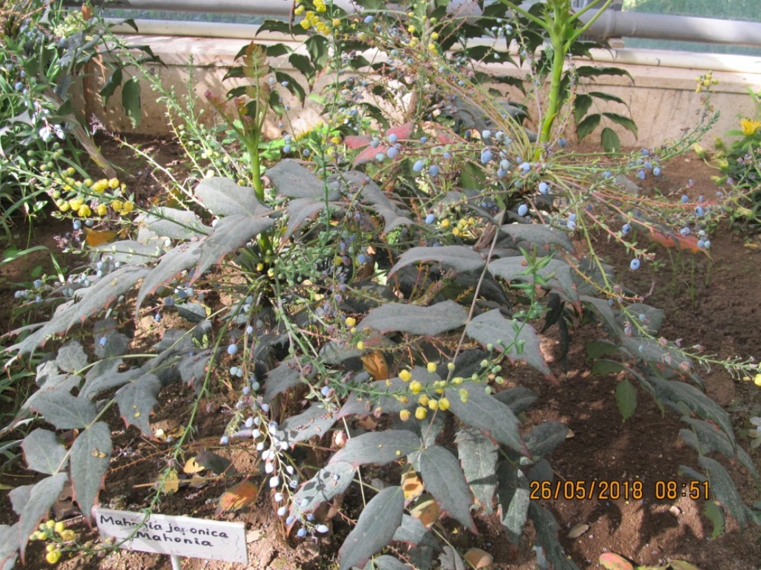 Image of Mahonia japonica specimen.