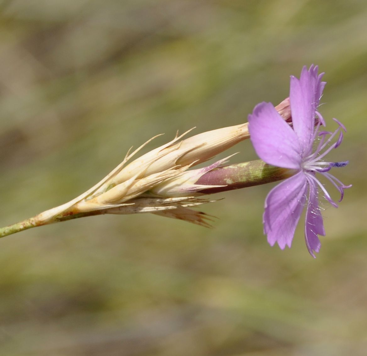 Image of Dianthus gracilis specimen.