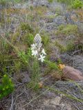 Trachyandra hirsutiflora