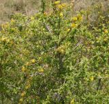 Berberis iberica