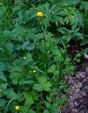 Ranunculus grandifolius. Цветущее растение. Алтай, Майминский р-н, гора Малая Синюха, ≈ 1200 м н.у.м., луг на опушке хвойно-лиственного леса. 09.06.2019.