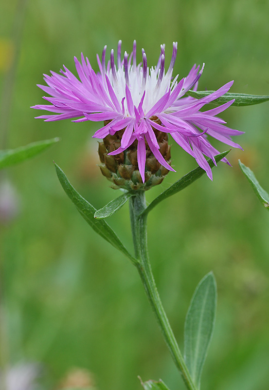 Изображение особи Centaurea jacea.