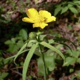 Ranunculus subborealis. Верхушка цветущего растения. Свердловская обл., окр. г. Североуральск, елово-лиственнично-сосновый лес. 09.06.2015.