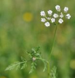 Torilis leptophylla