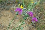 Centaurea adpressa