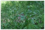 Digitalis grandiflora. Зацветающие растения. Республика Татарстан, Агрызский р-н. 23.06.2010.