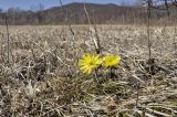 Adonis amurensis