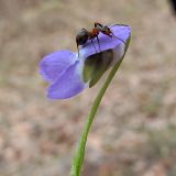 Viola hirta. Цветок с сидящим рыжим лесным муравьем. Ульяновск, Заволжский р-н, дубово-сосновый лес. 01.05.2021.