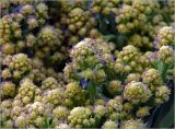 Brassica oleracea var. botrytis