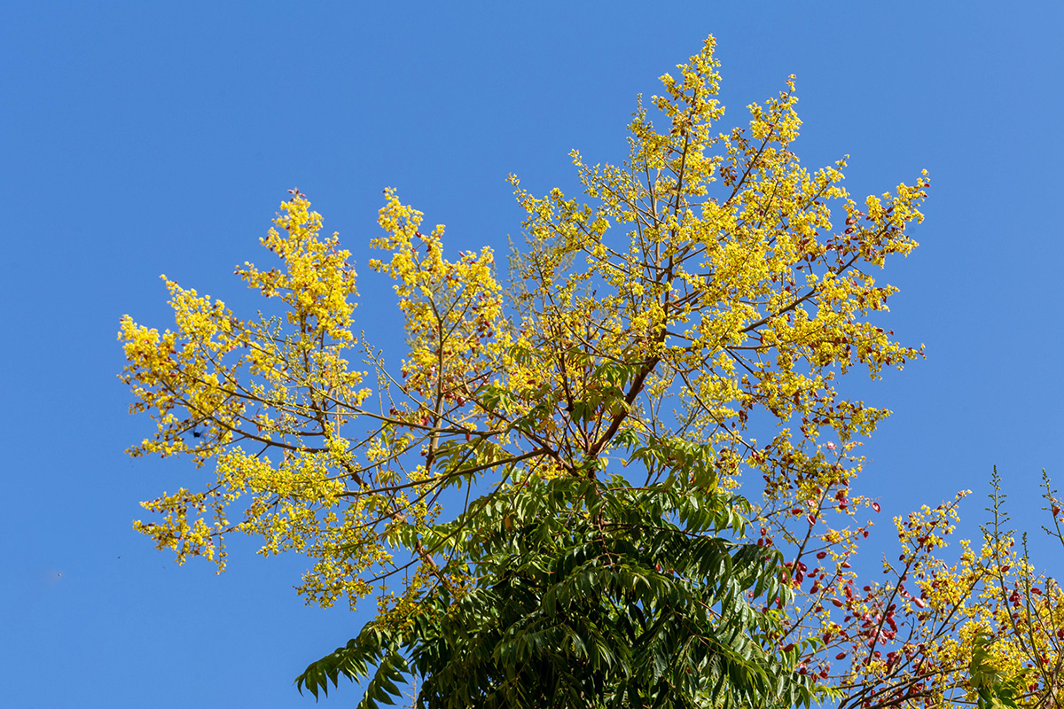 Изображение особи Koelreuteria bipinnata.