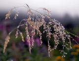 genus Agrostis