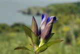 Gentiana scabra