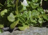 Chrysosplenium oppositifolium