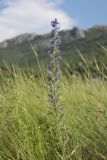 Echium vulgare