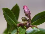 Escallonia rubra