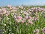 Antennaria dioica