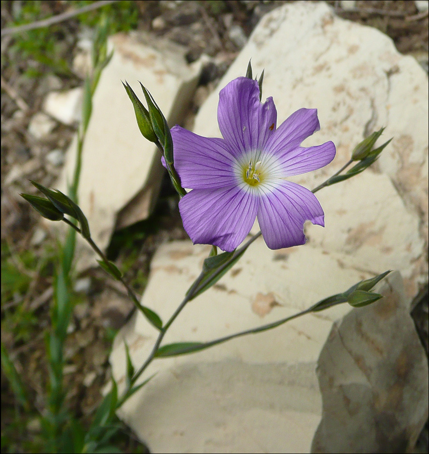 Image of Linum nervosum specimen.