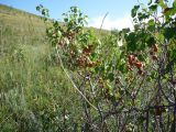 Armeniaca sibirica. Ветвь с плодами. Забайкальский край, окр. с. Курулга, ур. Джаргалантуй. 16.08.2008.