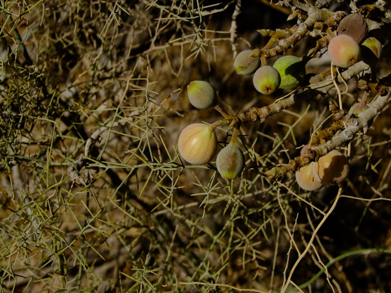 Изображение особи Ficus sycomorus.